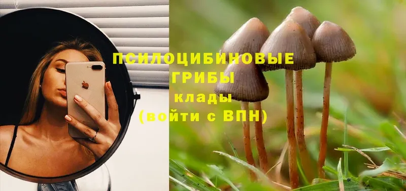 Галлюциногенные грибы Psilocybine cubensis  ссылка на мегу ONION  Черняховск 